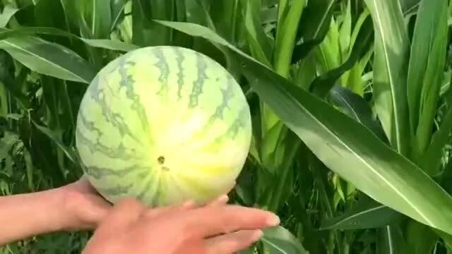 今日有什么新瓜,揭秘最新“瓜”事，追踪娱乐圈风云变幻