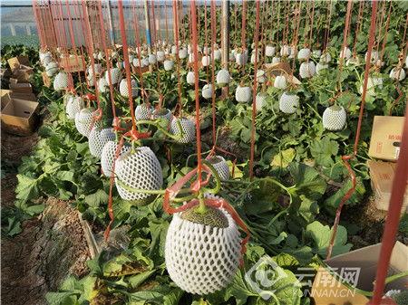 通海今日瓜价行情,今日瓜价波动，新鲜资讯一览”