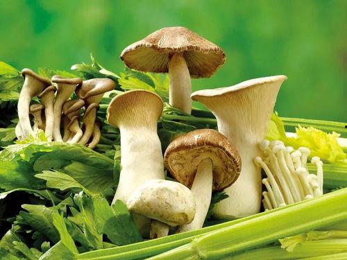 黑料吃瓜蘑菇视频网,带你走进网络八卦世界