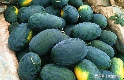 黑瓜吃料网每日爆料fun,fun每日精彩内容大盘点